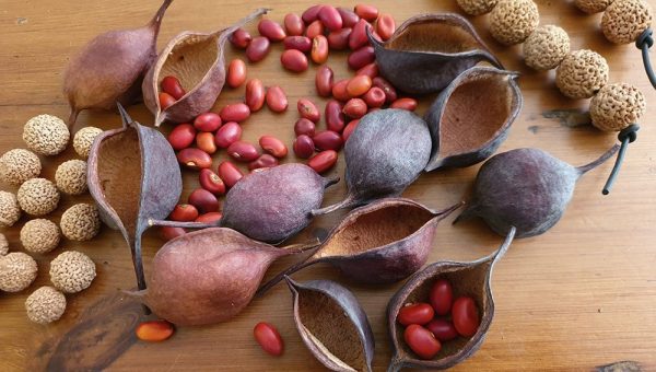 Kurrajong nut