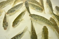Blue Tilapia