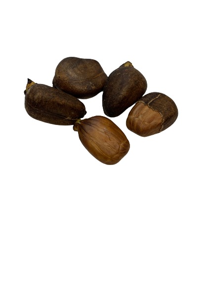 Breadnut