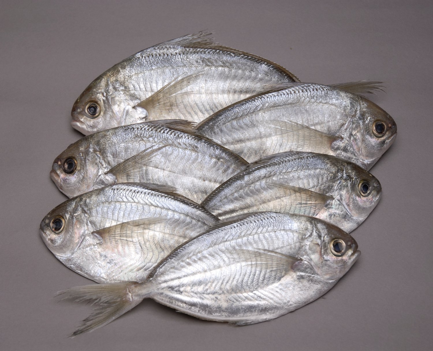 Butterfish: The Ultimate Delicate Seafood Experience — Intershell Seafood