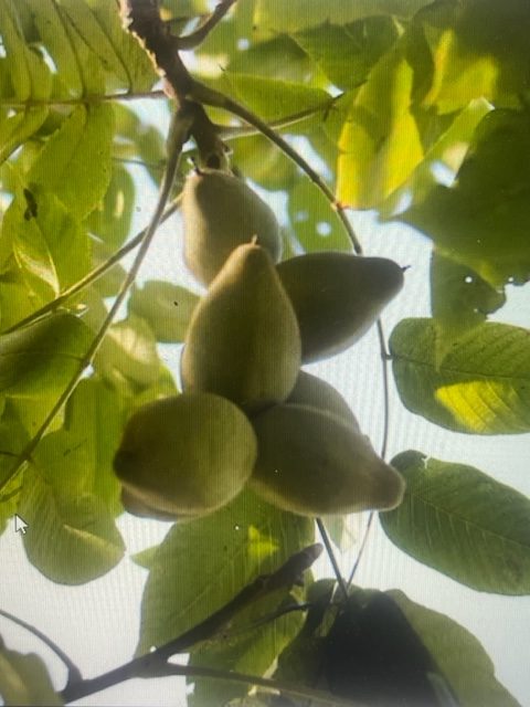 Butternuts