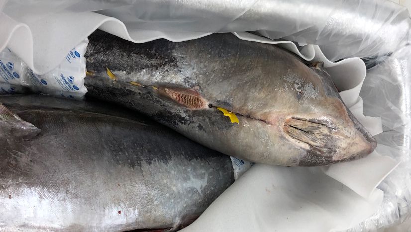 Whole tuna guaranteed freshness | HONEST CATCH