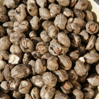 Buy Wholesale Raw Mongongo Nuts