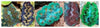 Clam &#8211; Crocea Coloured