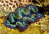 Clam &#8211; Crocea