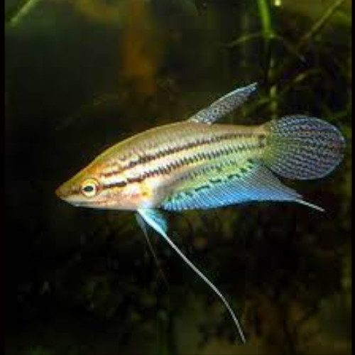 Croaking Gourami ***NEW***