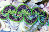 Cultured Clam &#8211; Crocea Coloured
