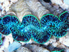 Cultured Clam &#8211; Crocea Ultra