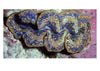 Cultured Clam &#8211; Hippopus