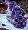 Cultured Clam &#8211; Maxima Coloured
