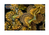 Cultured Clam &#8211; Maxima Gold