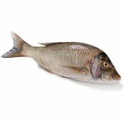 Emperor Fish &#8211; Wholesale Price &#038; Mandi Rate for Emperor Fish