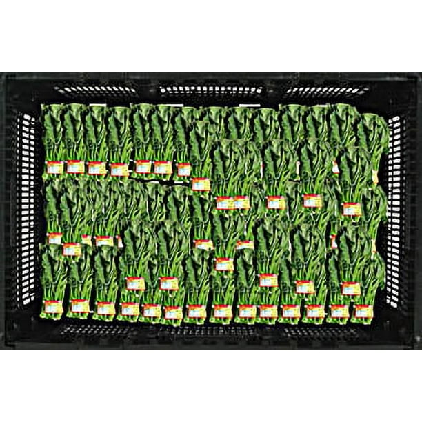 Fieldpack Unbranded Gai Lon Bunch