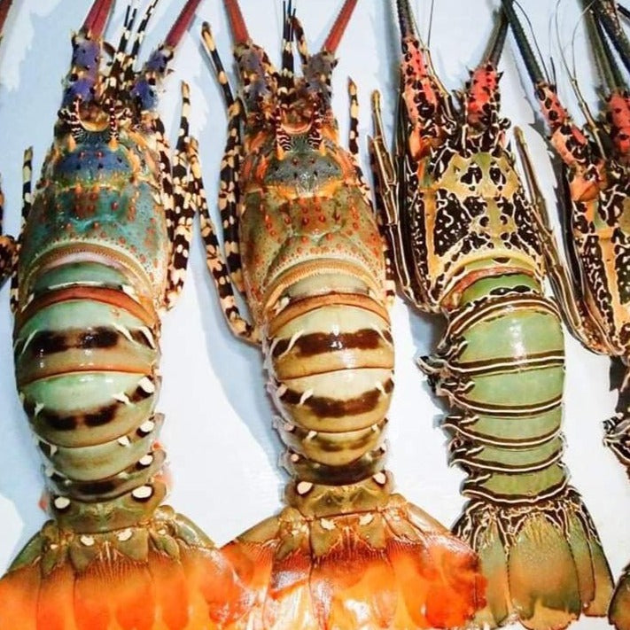 Fresh Lobster