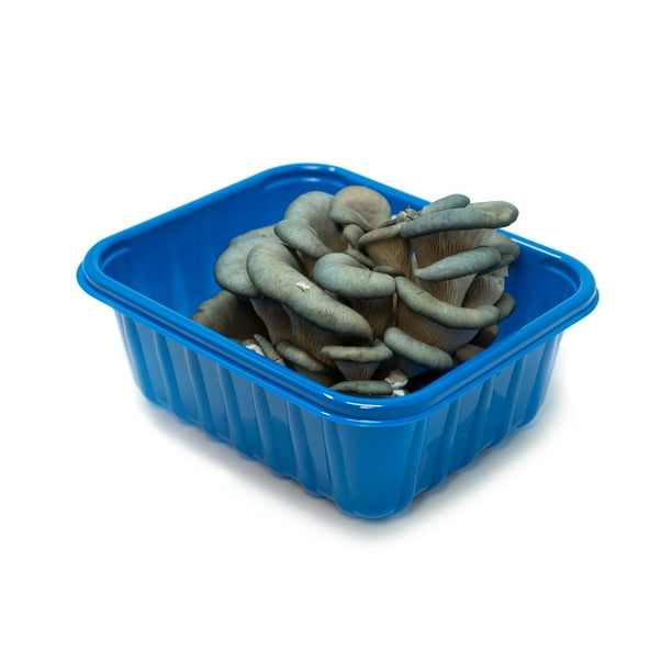Fresh Oyster Mushrooms, 3.5 oz