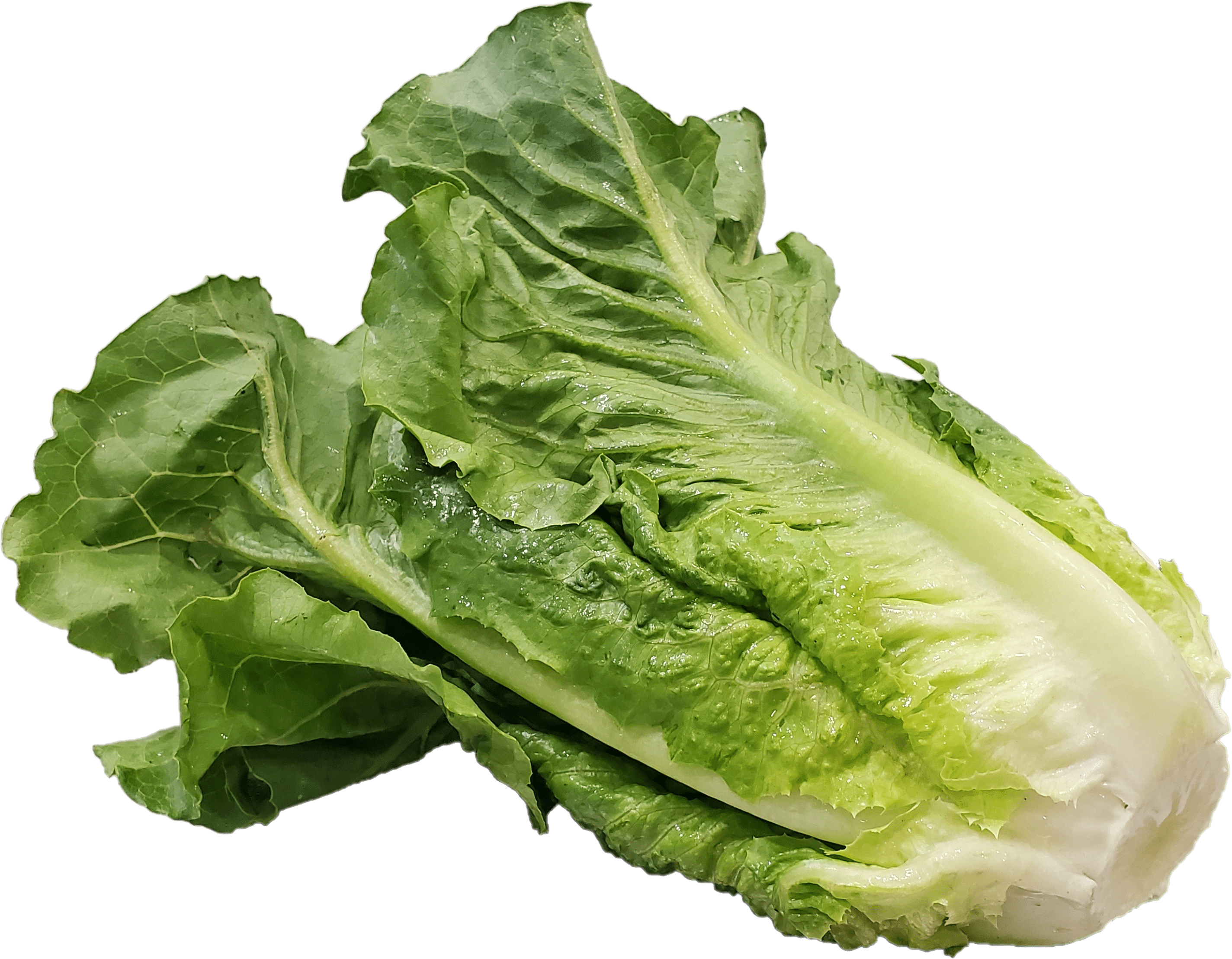 Fresh Romaine Lettuce, Each