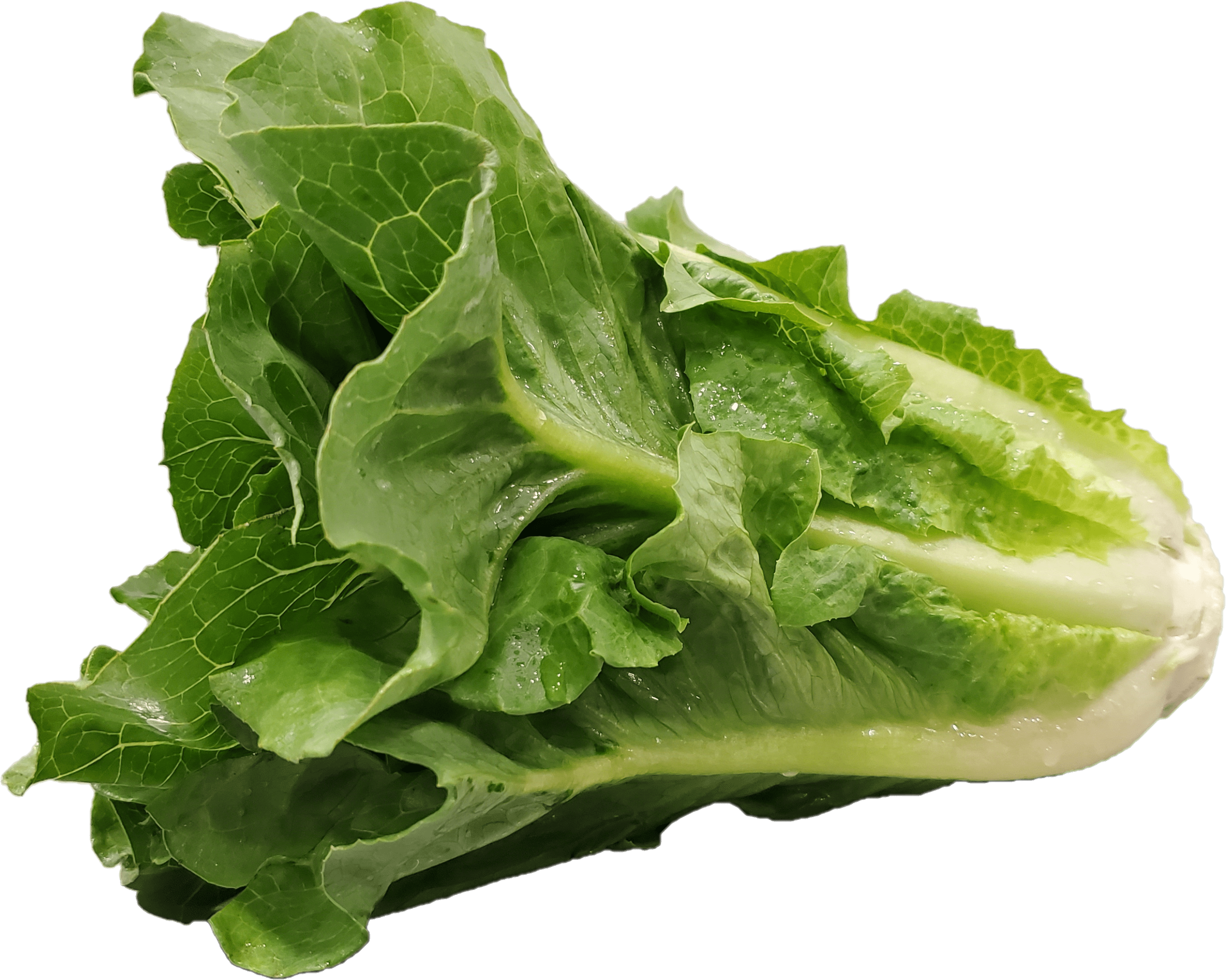 Fresh Romaine Lettuce, Each