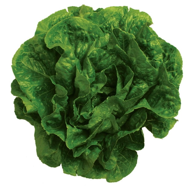 Fresh Romaine Lettuce, Each