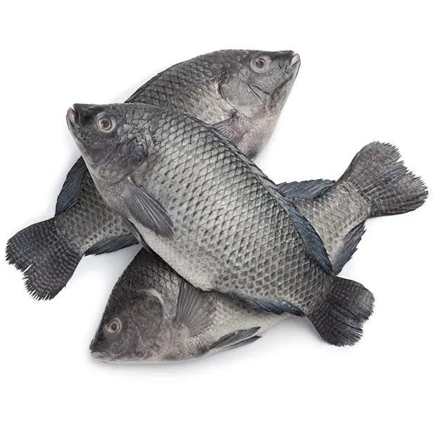 Frozen Tilapia Fish 300-500 (Gutted &#038; Scaled) 2.5kg