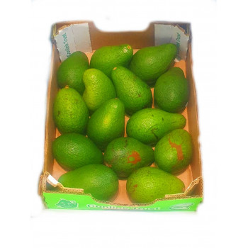 Fuerte Avos C16 tray