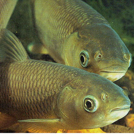 Green Grass carp 2-3&#8221; X 200 SPECIAL OFFER!
