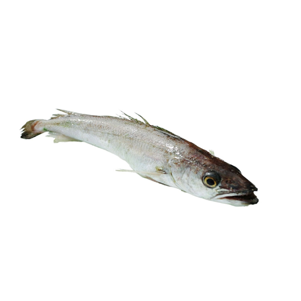 Hake