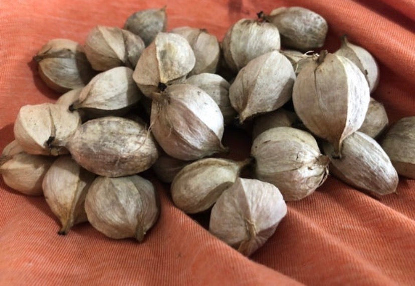 Hickory Nuts