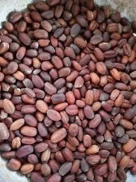 Jojoba Oil &#8211; Cold Pressed