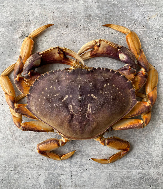 Live California Dungeness Crab