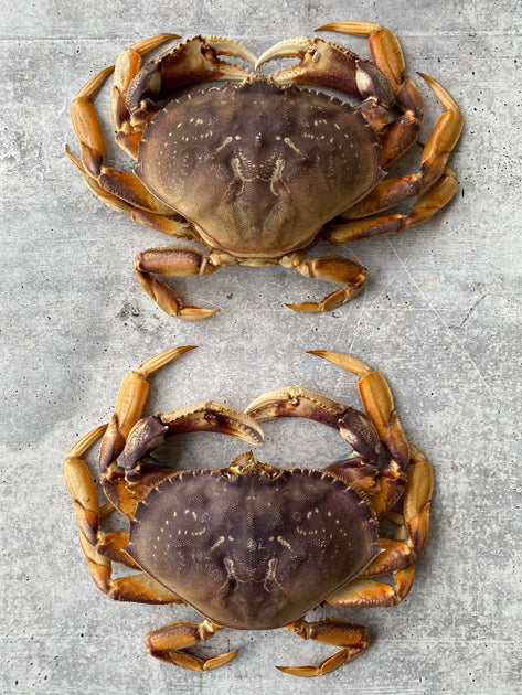 Live California Dungeness Crab