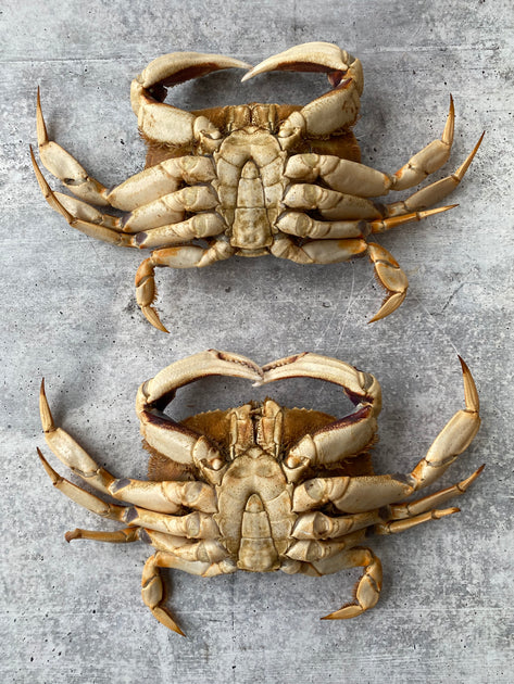 Live California Dungeness Crab