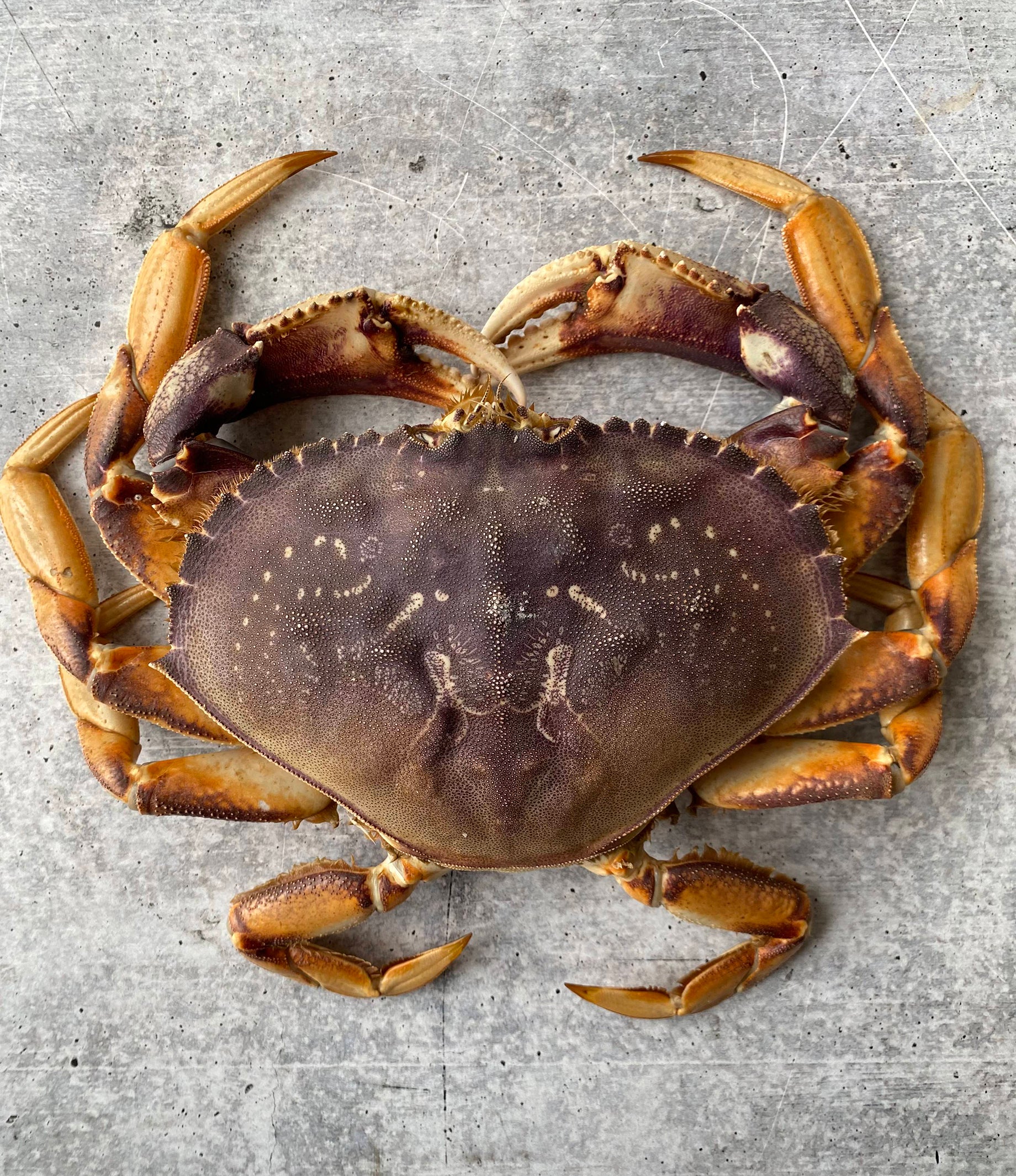 Live California Dungeness Crab