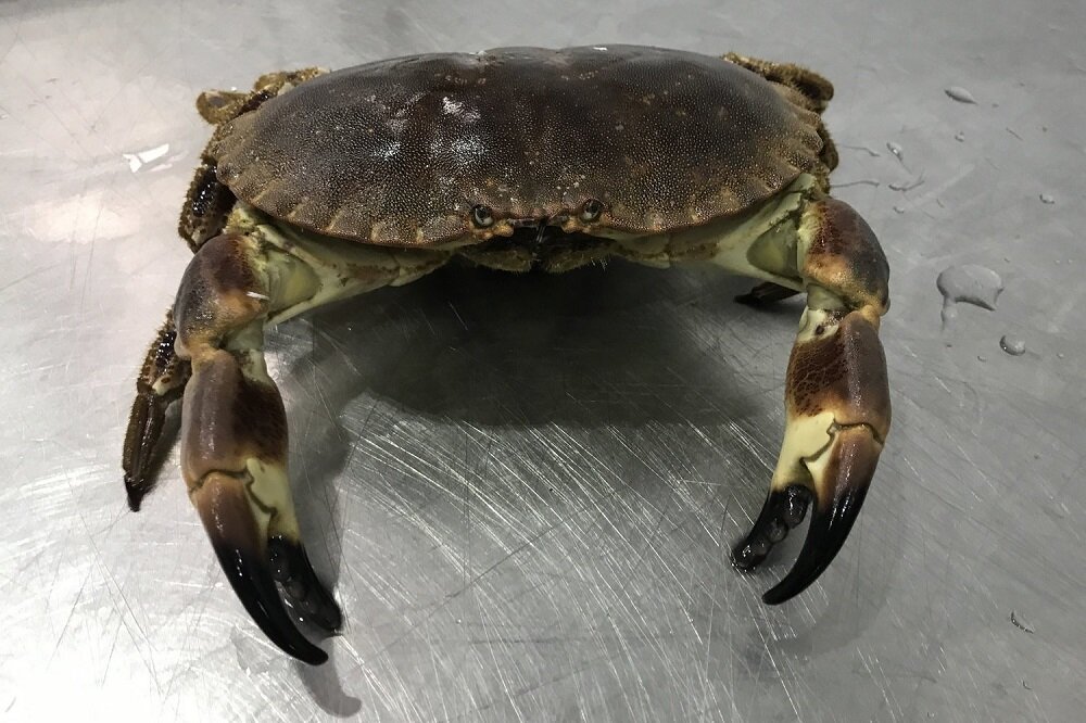 Live Hen Crab — Trident &#8211; Buy Fresh Fish Online