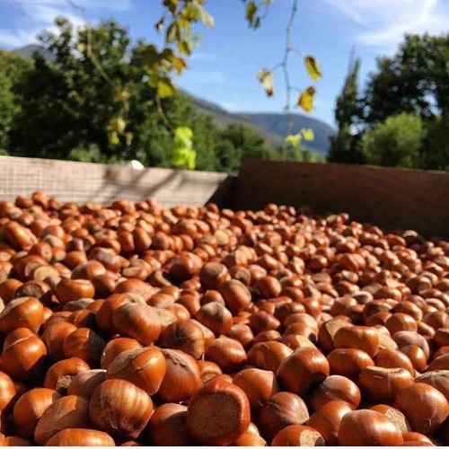 Malabar Chestnut For Sale at Best Price in Dar es Salaam | Tynex International Company Limited