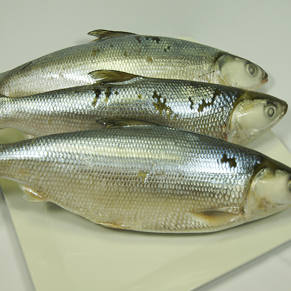 Milkfish 10 kg box