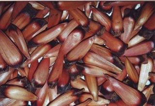 Monkey Puzzle nut