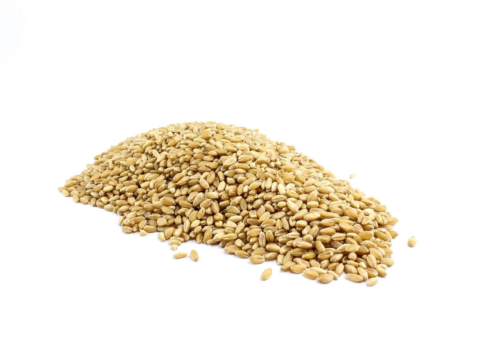 Organic Wheat Grain
