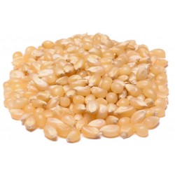 Popcorn White