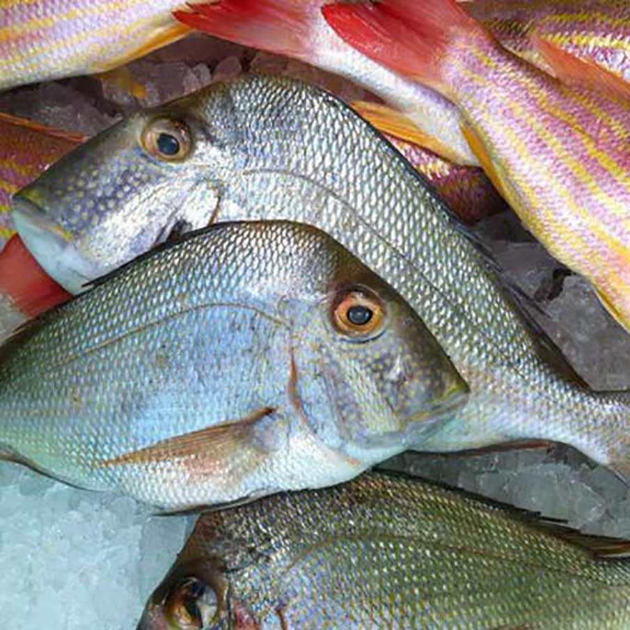 Porgy (aka Knob, Red, or Jolt)