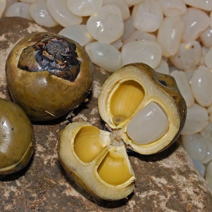 Raw Palm Nuts