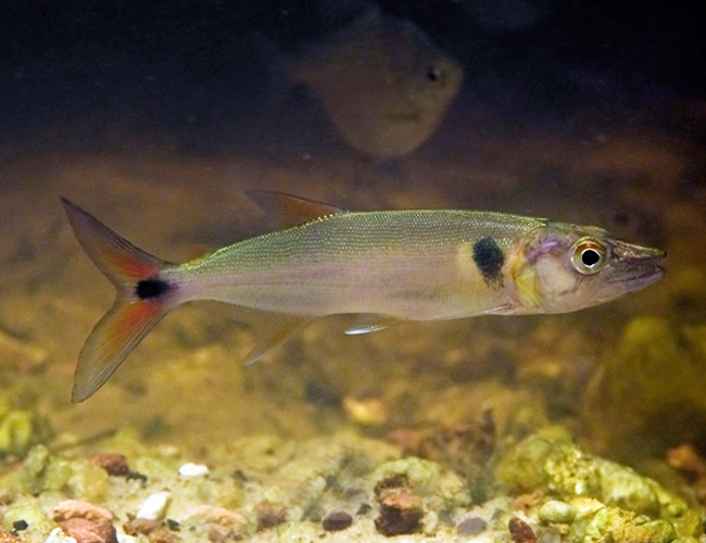 Red Tail Barracuda Acestrorhynchus falcatusle for sale azgardens.com