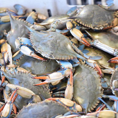 Select LIVE Louisiana Blue Crabs (30-49 lbs)