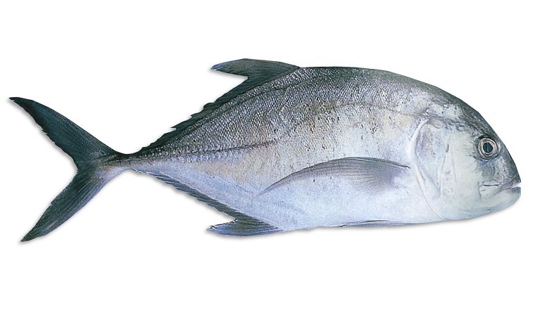 Trevally (Vatta/ Paarai) &#8211; 2 kg (Whole Fish)